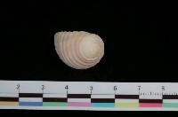 藏品(白肋蜑螺)的圖片